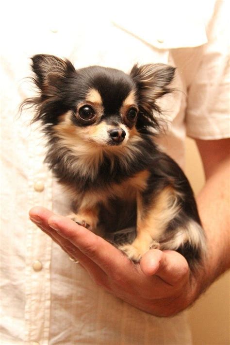 Teacup Long Haired Chihuahuas 99 What Does A Long Haired Chihuahua