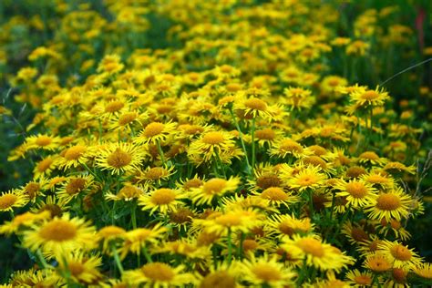 Free Images Nature Meadow Flower Bloom Botany Closeup Flora