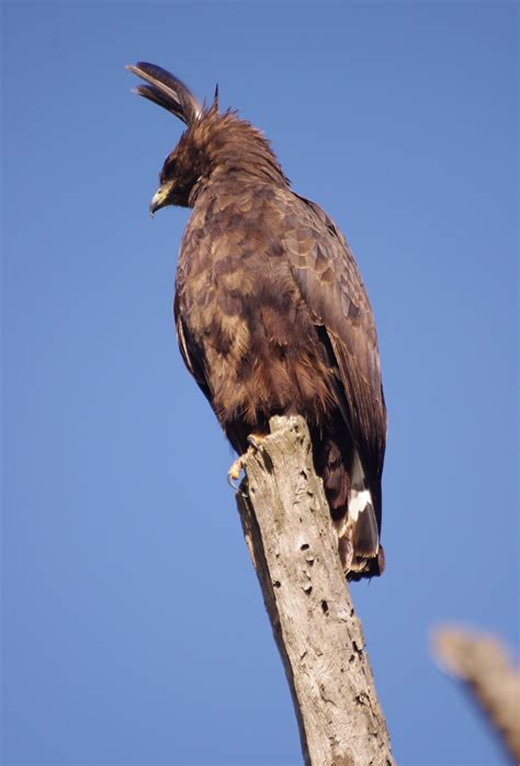 Long Crested Eagle On Your Kenya Birding Safarisstepsadventures