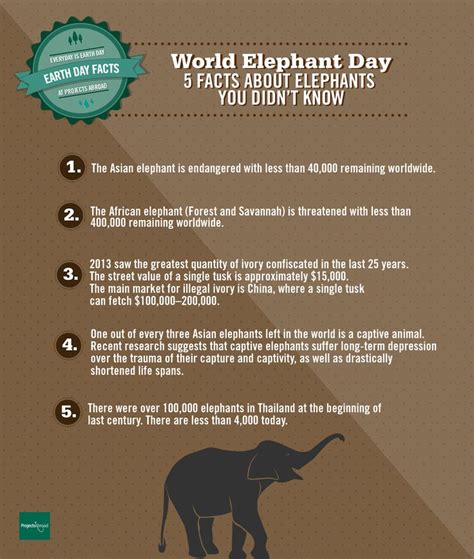 august 12th is world elephant day here are some facts you didn t know about elephants