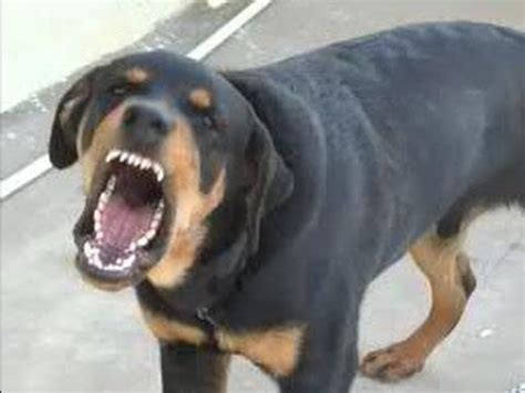 Rottweiler information including personality, history, grooming, pictures, videos, and the akc breed standard. Angry rottweiler !!! - YouTube