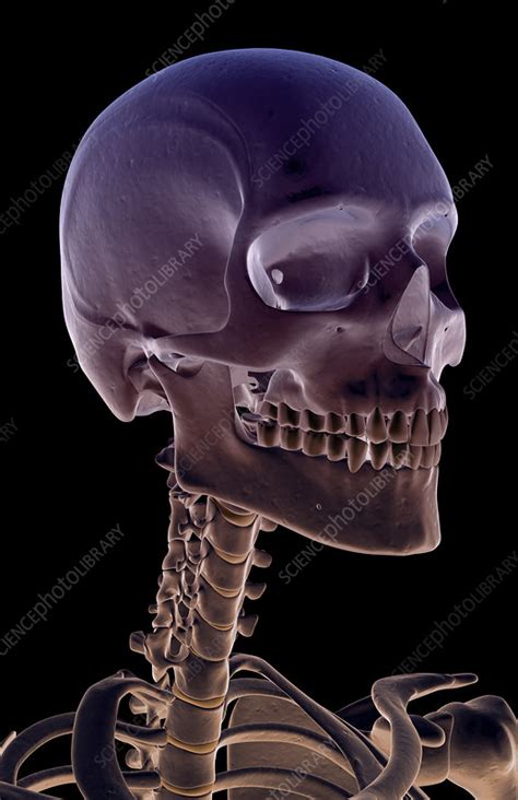 The main reason the skull does not form fully during fetal development is that some flexibility of the skull bones is required for the head to pass through the. 'The bones of the head, neck and face' - Stock Image ...