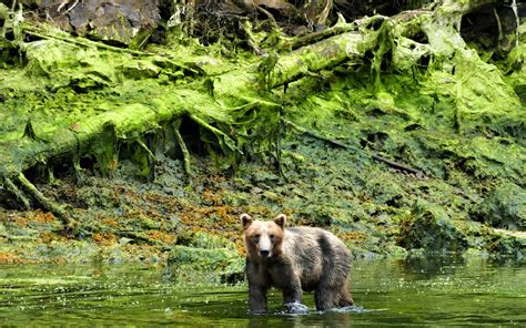 New Roads In Tongass National Forest Could Harm Bears