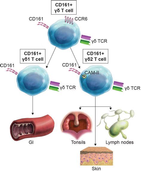 Gamma Delta T Cell Lymphoma An Overview Intechopen
