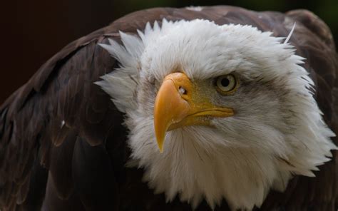 Bald Eagle Head Bird From Near Hd Wallpaper 2560x1600