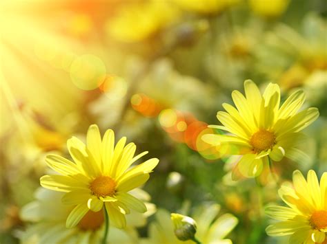 Spring Photo Wallpaper High Definition High Quality Widescreen