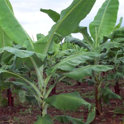 Doing Banana Farming As A Business Daily Monitor