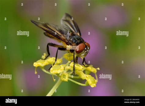 Tachnid Fly Phasia hemiptera Männchen Fütterung auf Blume von wildem Pastinaca sativa