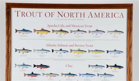Framed Trouts Of North America Poster Ebth
