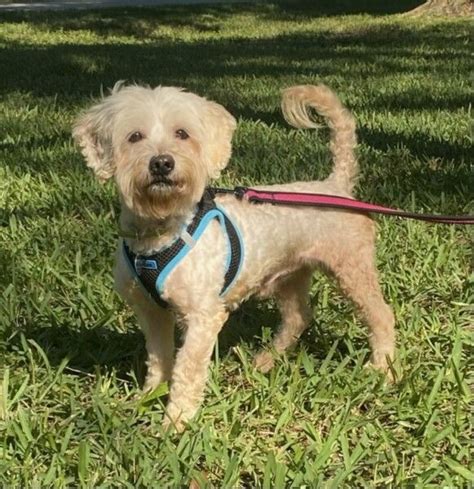 Maltipoo Rescue Dog For Adoption In Davie Florida Rudolph In Davie