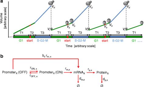 the two modules of the stochastic single cell model a illustration of download scientific