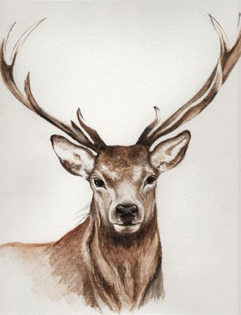 Image Result For Stag Head Painting Watercolour Deer Painting Deer