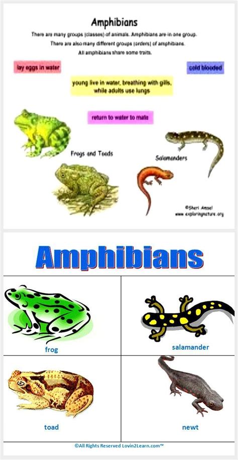 Mammals And Reptiles Chart Pets Lovers