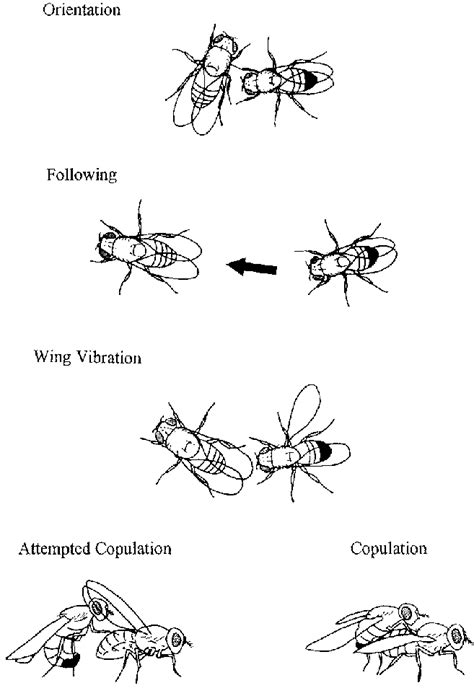 Courtship Behavior Of D Melanogaster Orientation A Male Orients