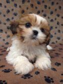 Debora artigas goldsmith is from colorado and breeds shih tzu. Shih Tzu Puppies for Sale Colorado | TLC Kennel