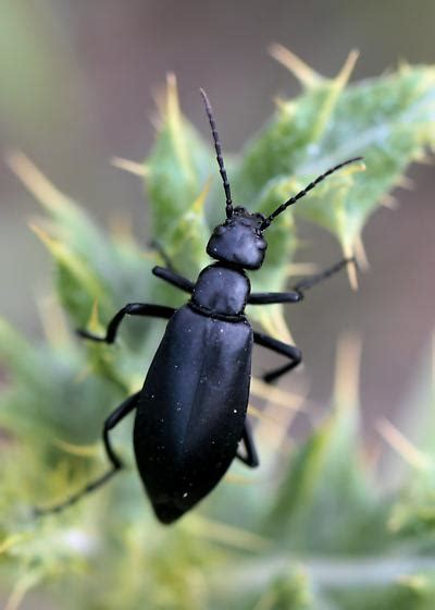 Blister Beetle Sp Epicauta Bugguidenet