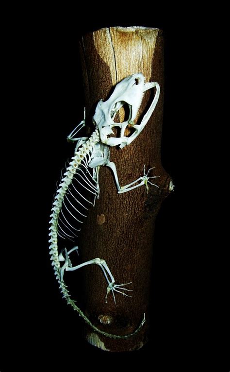 Tokay Gecko Skeleton A Photo On Flickriver