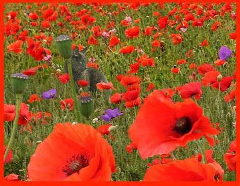 Space the corms 6 to 8 inches apart. 11-10-2019--Remembrance (With images) | Remembrance sunday ...