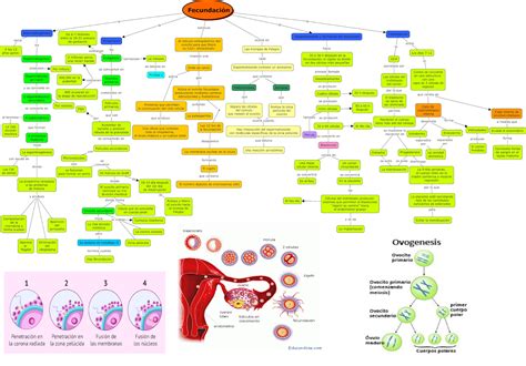 Evidencia Materia De Ginecología Y Obstetricia Agosto Diciembre 2018