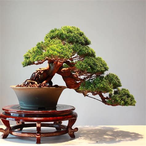 Bonsai Empire On Instagram Great Juniper In Cascade Style By Thanun