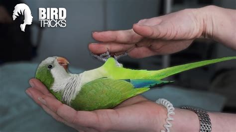 Training A Quaker Parrot To Lie In Your Hand Monk Parakeet Training Youtube