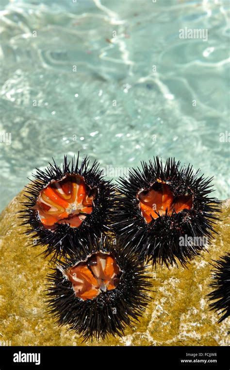 Sea Urchins Just Catched And Open Showing The Edible Corals Perna