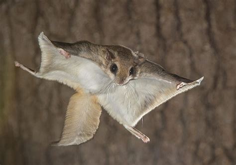Flying Squirrel Facts Faqs Behaviour Habitat And Conservation