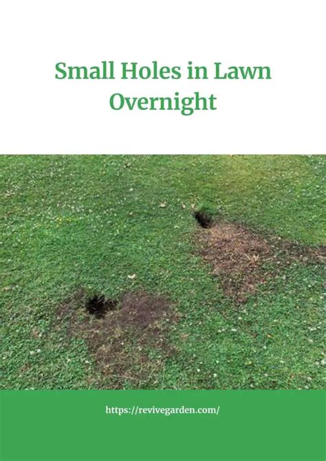 Small Holes In Lawn Overnight Reasons And Solutions Revive Garden