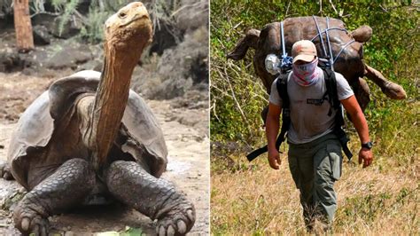 Diego The Giant Tortoise Retires In The Galapagos After Saving His Species From Extinction With