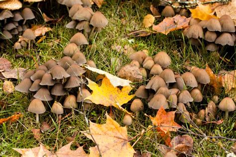 Wild Mushrooms Growing In Maple Tree Stock Photo Image Of Mushrooms