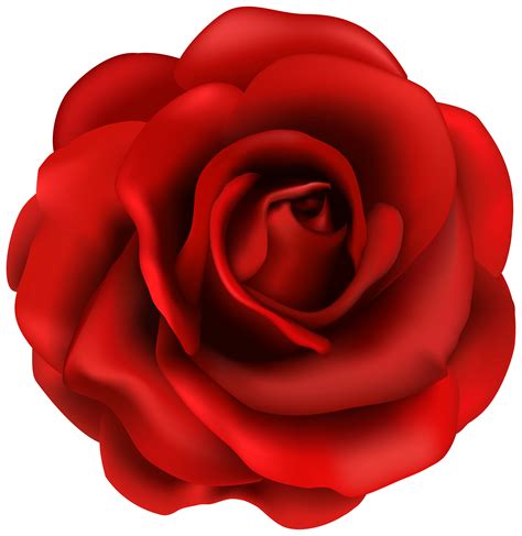 Rose Flower Clip art - Red Rose Flower PNG Clipart Image png download ...