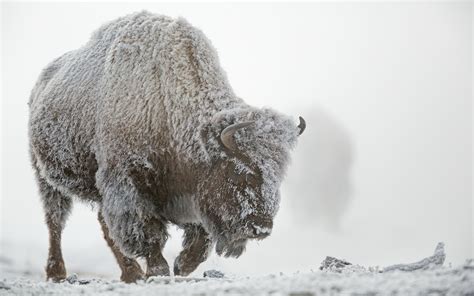 Animal American Bison Hd Wallpaper