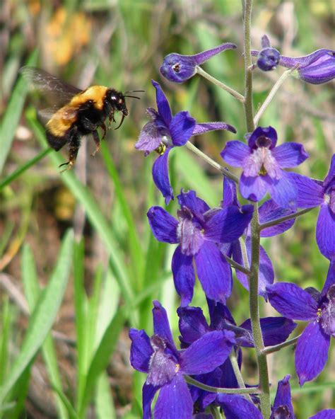 • used in prairie restoration projects where it may take several years to become established. Books: New guide to native prairie flowers shows the good ...