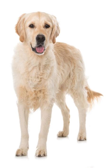 Adult Golden Retriever Dog Sitting From The Side Looking