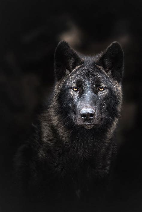 A Black Wolf Staring Into The Camera