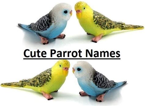 Cute Parrot Names 100 Awesome Ideas Cute Parrot Names Are You