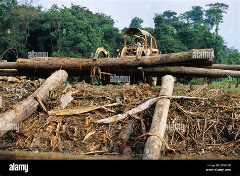 Destruction Of The Rainforest Deforestation Borneo Southeast Asia