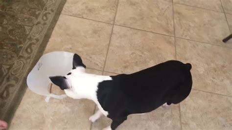 Boston Terrier Gets Cone Of Shame Removed 2 Weeks After Surgery Youtube