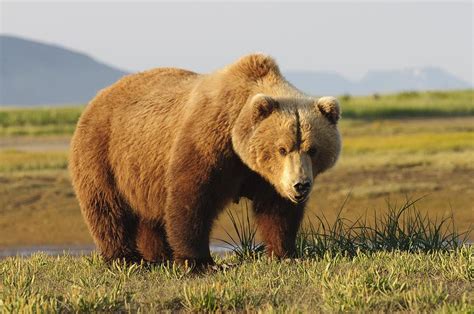 A Brown Grizzly Bear Ursus Arctos Photograph By Deb Garside Fine Art