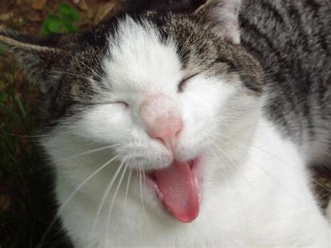 Behaviour of a happy cat. If You Hate Hearing Me Talk About My Cats, We Probably Can ...