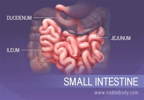 The Three Sections Of The Small Intestine Duodenum Jejunum And Ileum