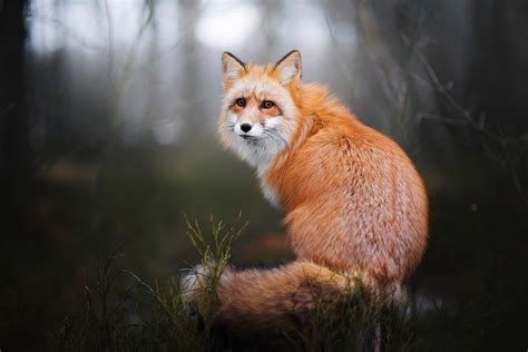 Red Fox By Iza Łysoń 500px