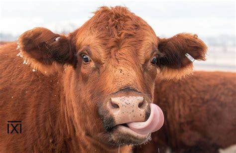 Red Angus Cow Tongue Out Photo Print Cow Photograph From The