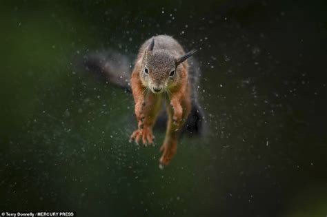 Photographer Captures Red Squirrel Flying After Spending A Year Coaxing