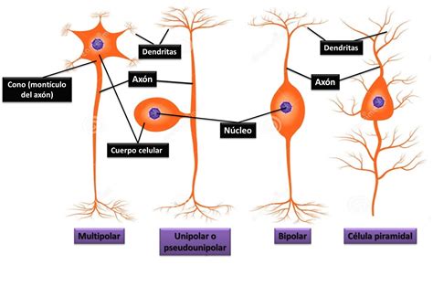 Tipos De Neuronas Funciones Y Curiosidades Neuroclass Kulturaupice