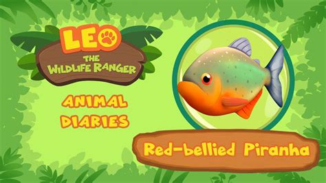 Red Bellied Piranha Sharp Teeth Leo The Wildlife Ranger Fun