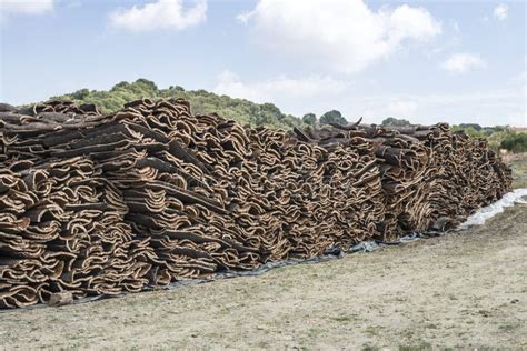 Pile Of Bark From Cork Stock Photo Image Of Drying 137991392