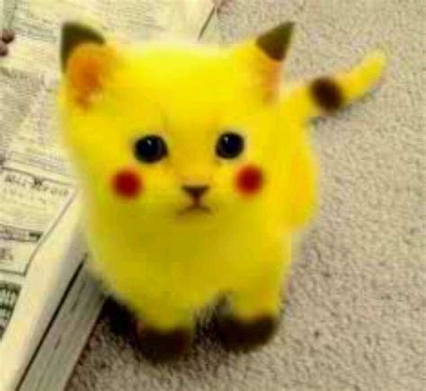 Pikachu Pikachu Cat Cute Baby Animals Funny Animal Videos