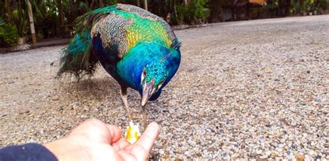 Caged peacocks should be wormed at least every other month (more often if needed). What do peacocks like to eat? - ProProfs Discuss