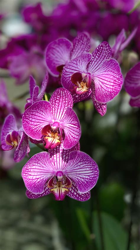 1920x1080px Free Download Hd Wallpaper Orchid Flower Iphone